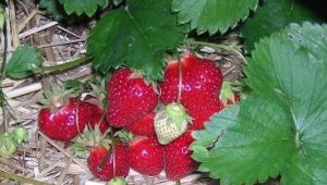 Waarom rotten aardbeien aan een struik en wat eraan te doen?