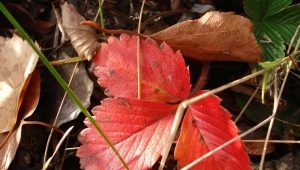 Waarom worden aardbeienbladeren rood en wat kun je eraan doen?