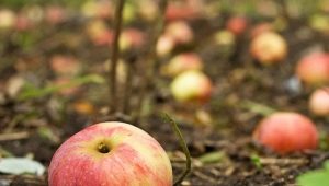 Waarom laat een appelboom vruchten vallen voordat ze rijpen en wat te doen? 