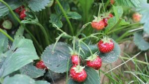 Waarom ontwikkelen aardbeien zich niet en wat eraan te doen?