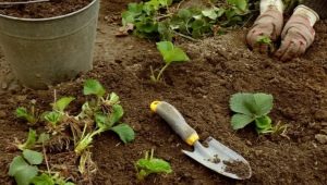 Een bed voorbereiden voor aardbeien: een locatie bepalen voor planten, schikken en voeren 