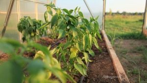 Paprika pealmine kaste kasvuhoones: millal ja milliseid väetisi kasutada?