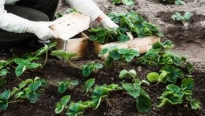 Aardbeien planten en verzorgen in juli