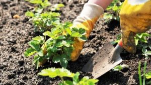 Aardbeien planten en hoe ze te verzorgen