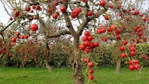 Schade aan de schors van een appelboom: oorzaken en methoden voor hun eliminatie