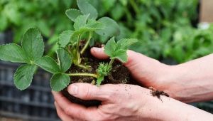 Regels en kenmerken van het verplanten van aardbeien in de herfst