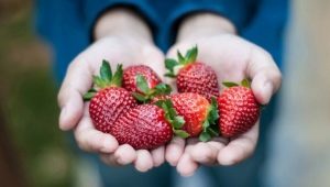 Regels voor het voeren van aardbeien in de zomer