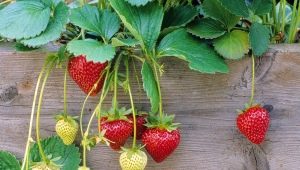 Regels voor de verzorging van aardbeien tijdens vruchtvorming