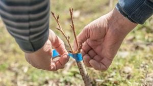 Szczepienie wiśni: zasady, czas i porady ogrodników