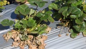 Verticilliumverwelking van aardbeien: beschrijving en behandeling van de ziekte, preventieve maatregelen