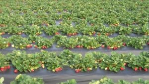 Aardbeien telen met Finse technologie