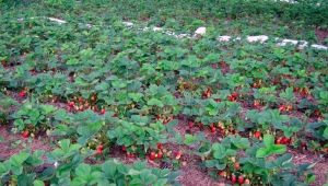 Aardbeien kweken in de volle grond