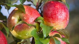 Melba-appelboom: rasbeschrijving, variëteiten en teelt