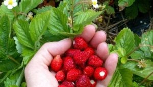 Strawberry Alexandria: rasbeschrijving en teeltkenmerken