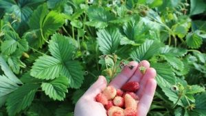 Aardbeienbaron Solemacher: rasbeschrijving en teelt