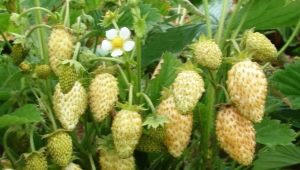 Gele aardbeien: beschrijving, planten en verzorgen