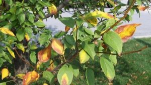 De bladeren van de appelboom worden geel: oorzaken en behandeling