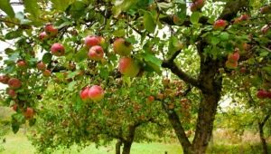 Fruitbomen voor de tuin: kenmerken van selectie, planten en verzorgen