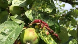 Hoe om te gaan met bladluizen op een appelboom?