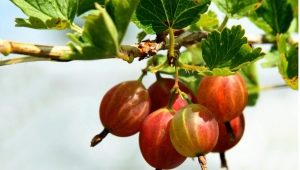 Hoe kruisbessen in de herfst snoeien voor een goede oogst?