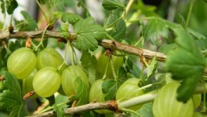 Calorie-inhoud en voedingswaarde van kruisbessen