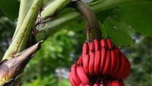 Rode bananen: hoe verschillen ze van geel fruit en hoe kook je ze?