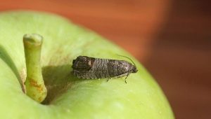 Methoden voor het omgaan met fruitmot op een appelboom