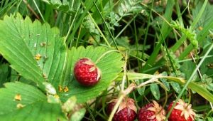 Is het mogelijk om wilde aardbeien snel te sorteren en is er een apparaat om paardenstaarten te reinigen?