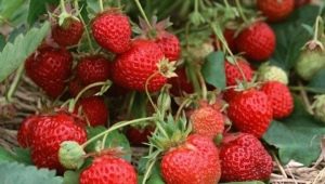 Overblijvende aardbeien snoeien na de oogst