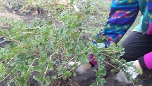 Basisregels en kenmerken van het planten van kruisbessen