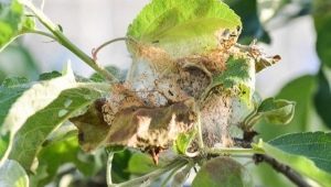 Web op een appelboom: oorzaken en remedies