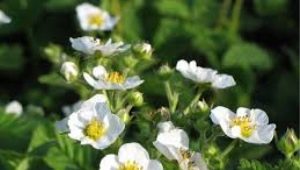 Waarom verscheen er een lege bloem op aardbeien en wat ermee te doen?