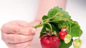 Waarom worden aardbeien hard en wat te doen?