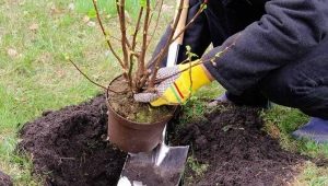 Regels en kenmerken van het planten van kruisbessen in de herfst