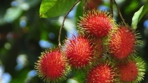 Rambutan: cechy, właściwości i wskazówki dotyczące jedzenia