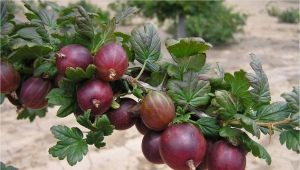 Recepten voor kruisbessenjam gewreven door een vleesmolen voor de winter 