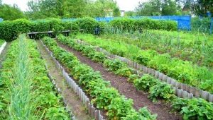 Soorten bedden voor aardbeien