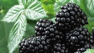 Blackberry Black Satin: rasbeschrijving, aanplant en verzorging