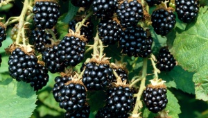 Blackberry Loch Tay: beschrijving, planten en verzorgen