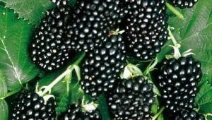 Blackberry Thornfri: rasbeschrijving en teeltregels