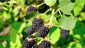 Blackberry Triple Crown (Triple Crown): opis odmiany i cechy uprawy