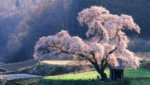 Hoe sakura uit zaden te laten groeien?