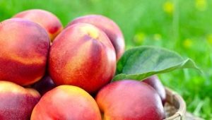 Nectarine: calorieën, voedingswaarde, gebruik bij afvallen