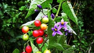 Nightshade pahit: penerangan, penanaman dan aplikasi 