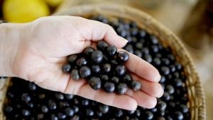 Acai berry: qu'est-ce que c'est, avantages, inconvénients et utilisations