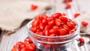 Baies de Goji: caractéristiques de la plantation et de l'entretien des plantes