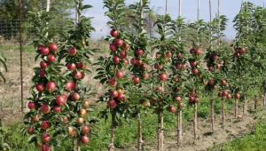 Zuilvormige appelbomen: de subtiliteiten van teelt en ziektebestrijding