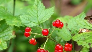 Stone berry : propriétés et conseils d'utilisation