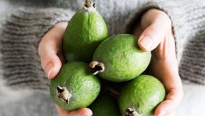 De voordelen en nadelen van feijoa voor vrouwen