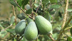 Waar en hoe groeit feijoa?